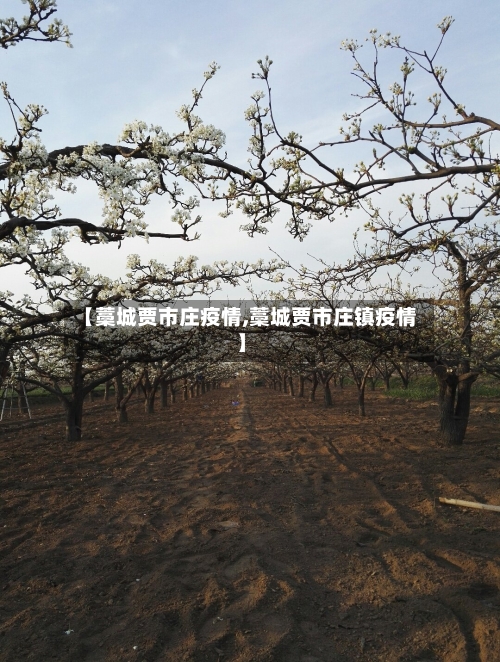 【藁城贾市庄疫情,藁城贾市庄镇疫情】