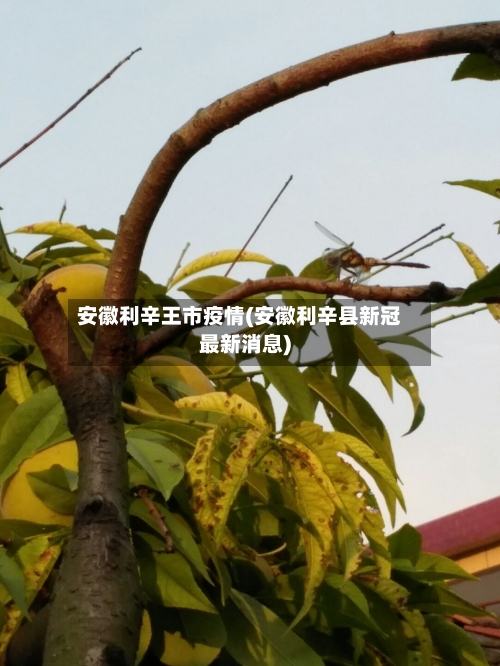 安徽利辛王市疫情(安徽利辛县新冠最新消息)