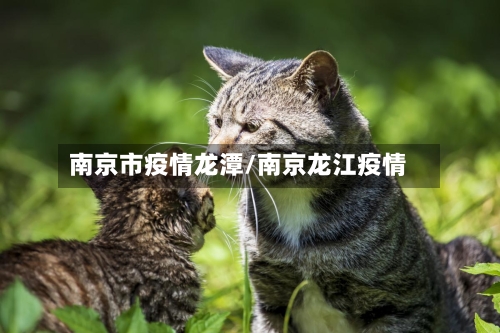 南京市疫情龙潭/南京龙江疫情