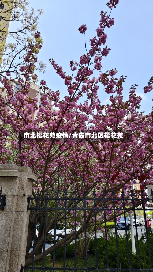 市北樱花苑疫情/青岛市北区樱花苑