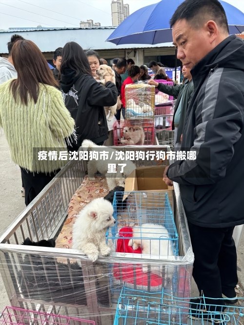 疫情后沈阳狗市/沈阳狗行狗市搬哪里了-第2张图片