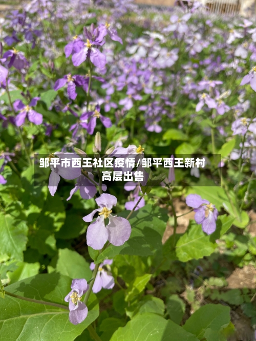 邹平市西王社区疫情/邹平西王新村高层出售