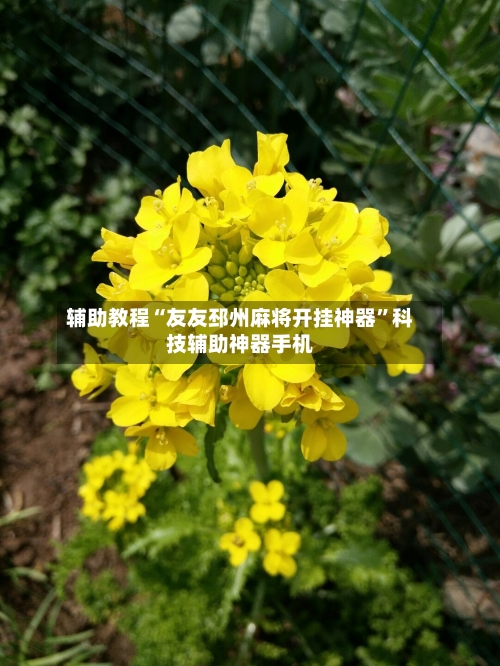 辅助教程“友友邳州麻将开挂神器	”科技辅助神器手机-第2张图片