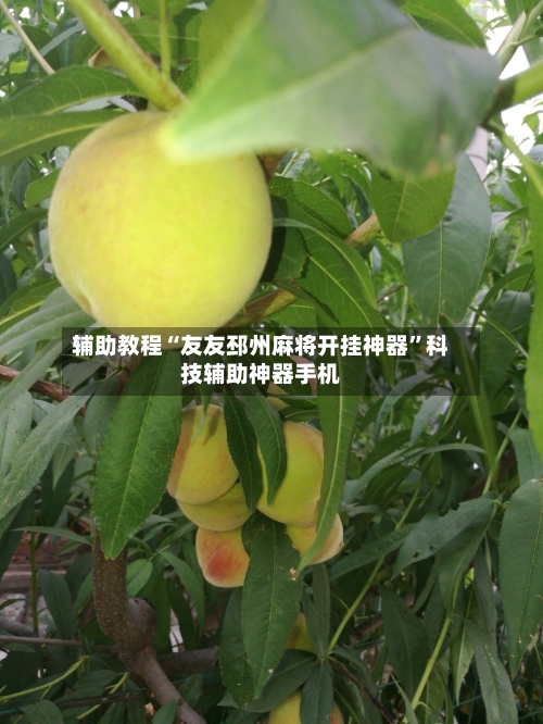 辅助教程“友友邳州麻将开挂神器”科技辅助神器手机-第3张图片