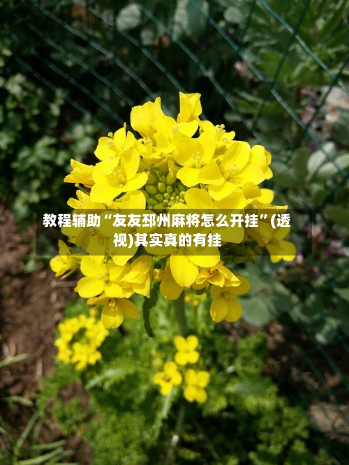 教程辅助“友友邳州麻将怎么开挂”(透视)其实真的有挂