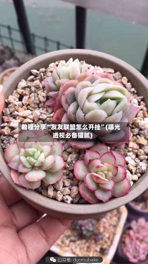 教程分享“友友联盟怎么开挂”(曝光透视必备猫腻)-第2张图片