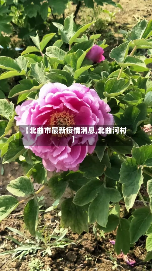 【北曲市最新疫情消息,北曲河村】-第3张图片